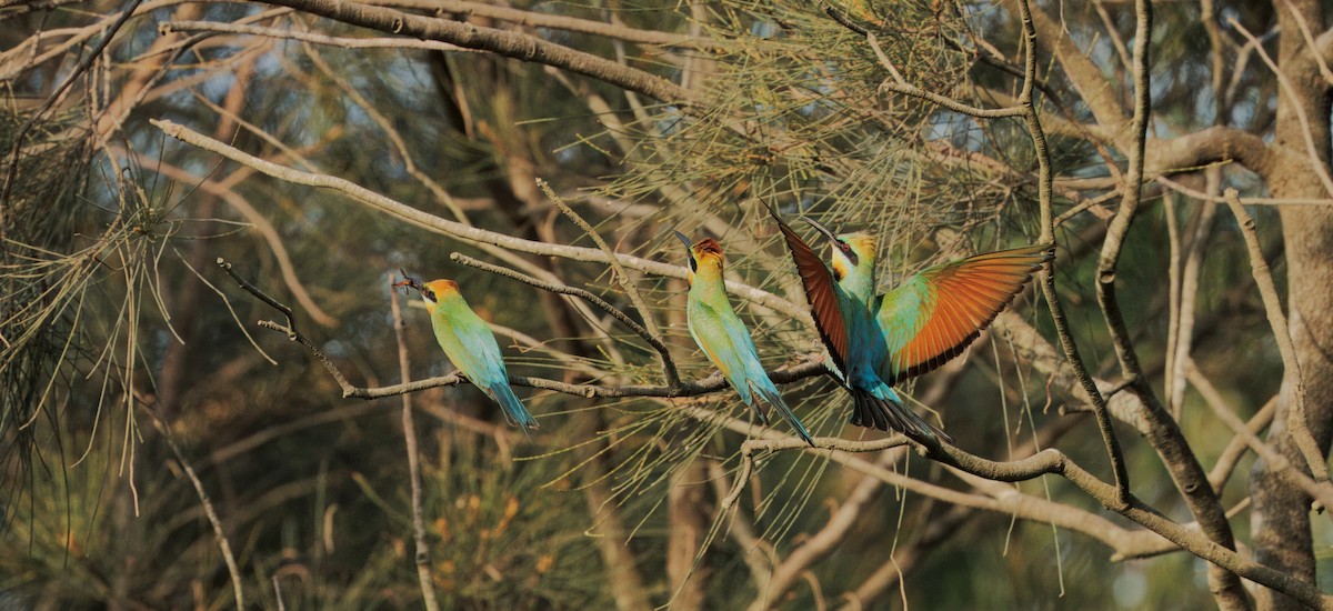 Радужная щурка - ML646505185