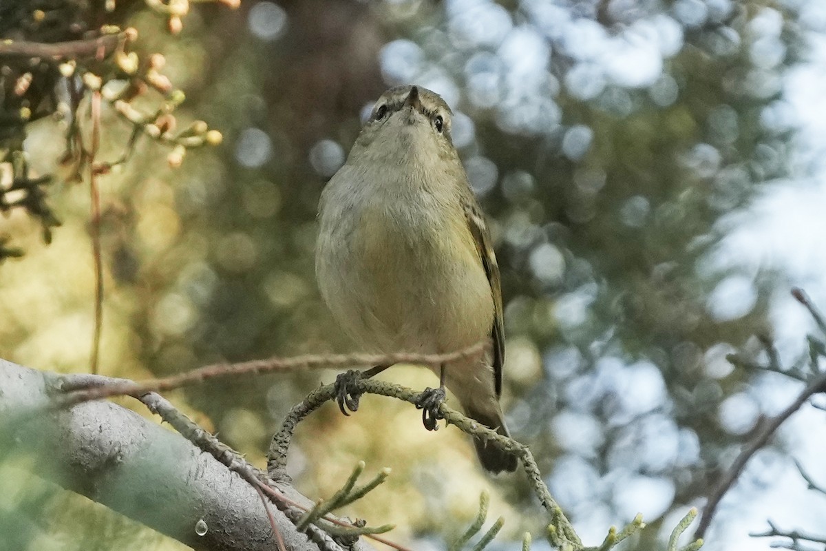 Тусклая пеночка - ML646505187