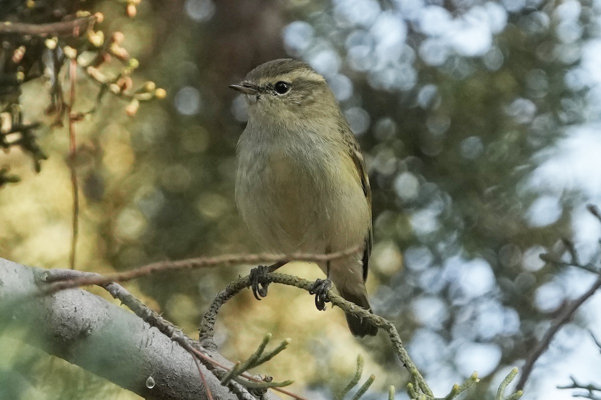 Тусклая пеночка - ML646505188