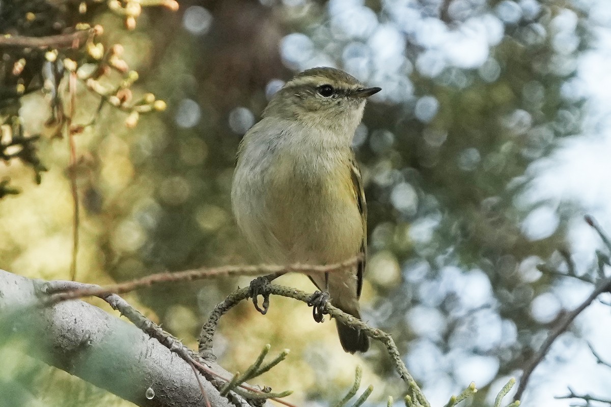 Тусклая пеночка - ML646505189