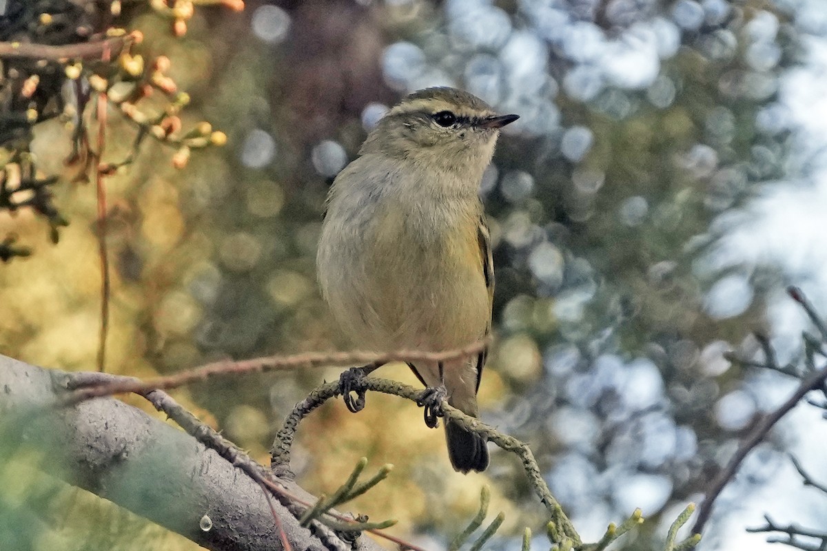 Тусклая пеночка - ML646505190