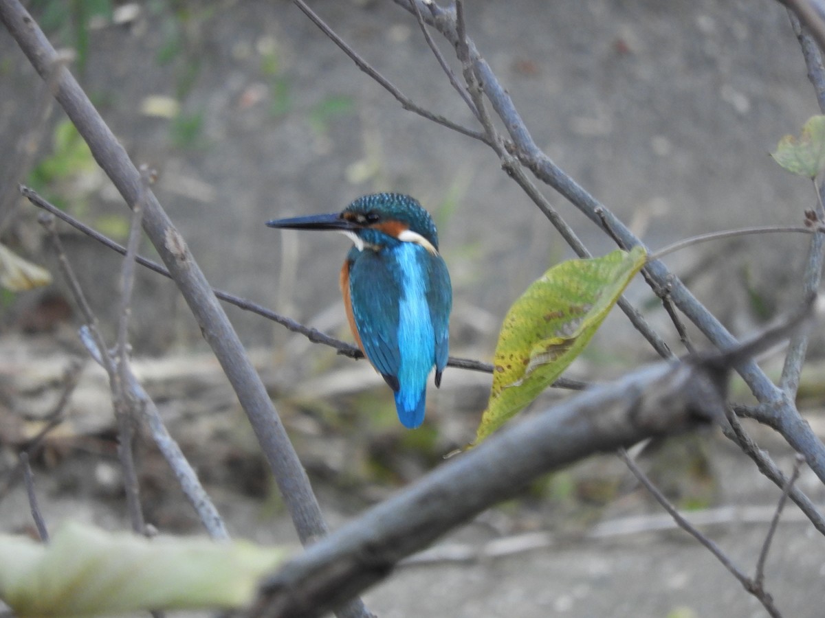 Зимородок - ML646505191