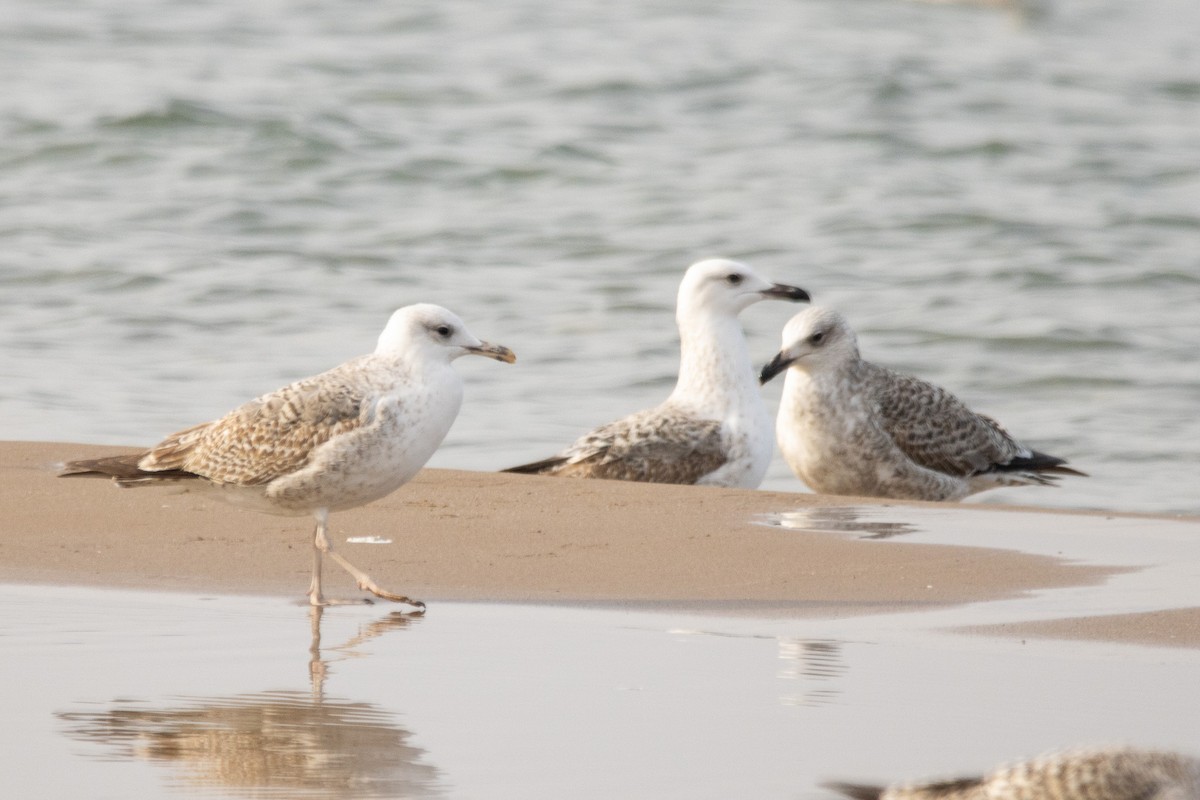 Мартин скельний - ML646505194