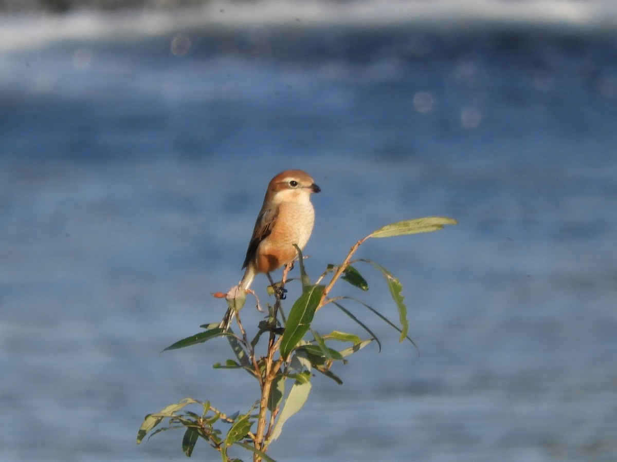 Bull-headed Shrike - ML646505195