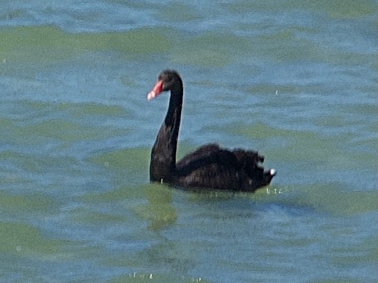 黑天鵝 - ML646505202