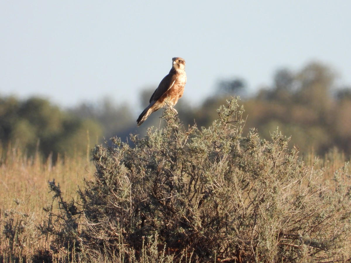 Brown Falcon - ML646505204