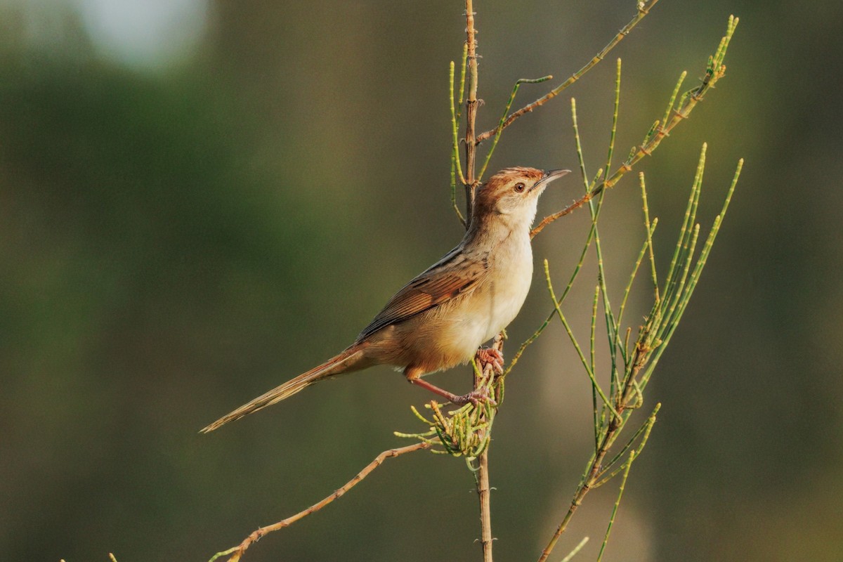 Tawny Grassbird - ML646505209