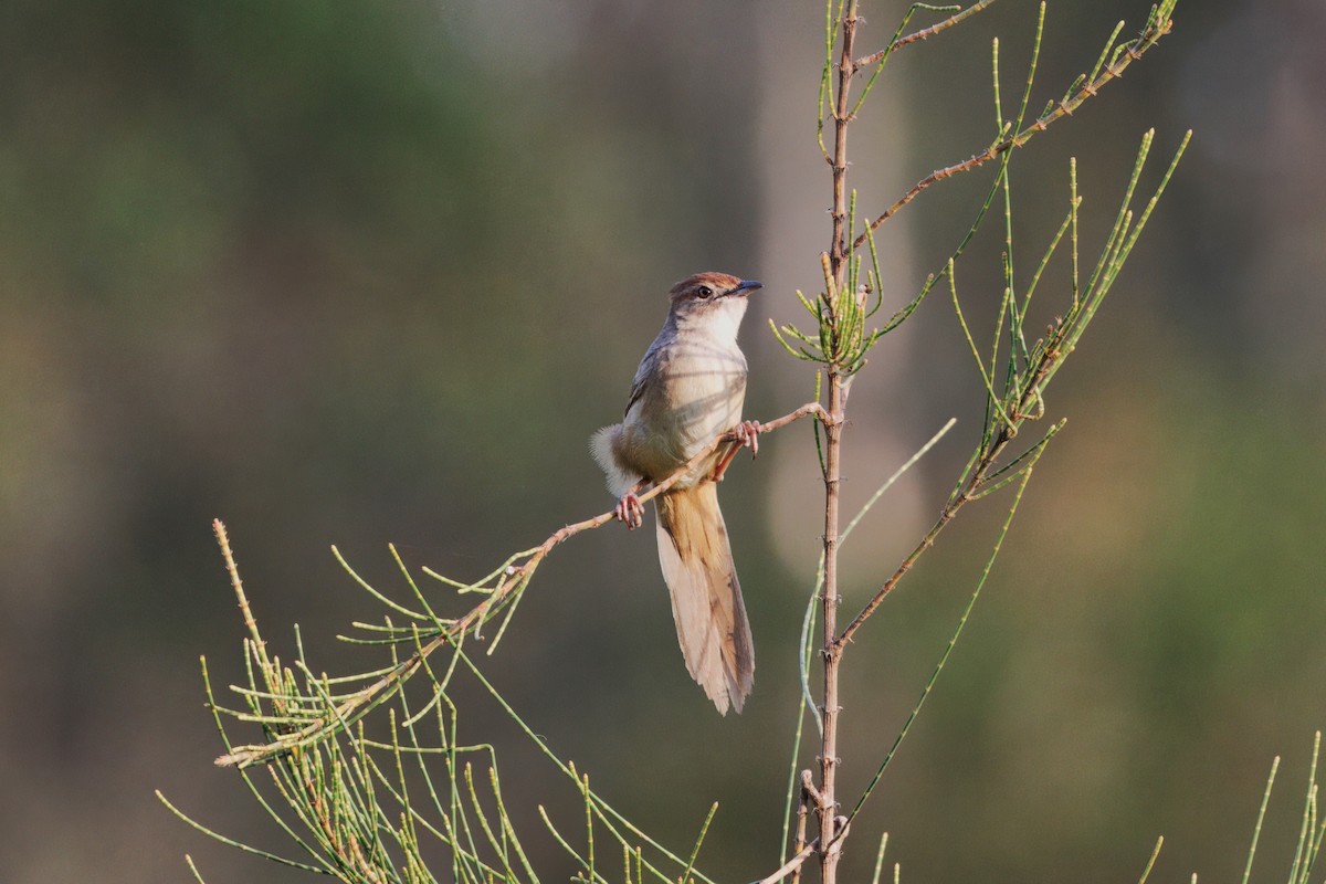 Tawny Grassbird - ML646505210