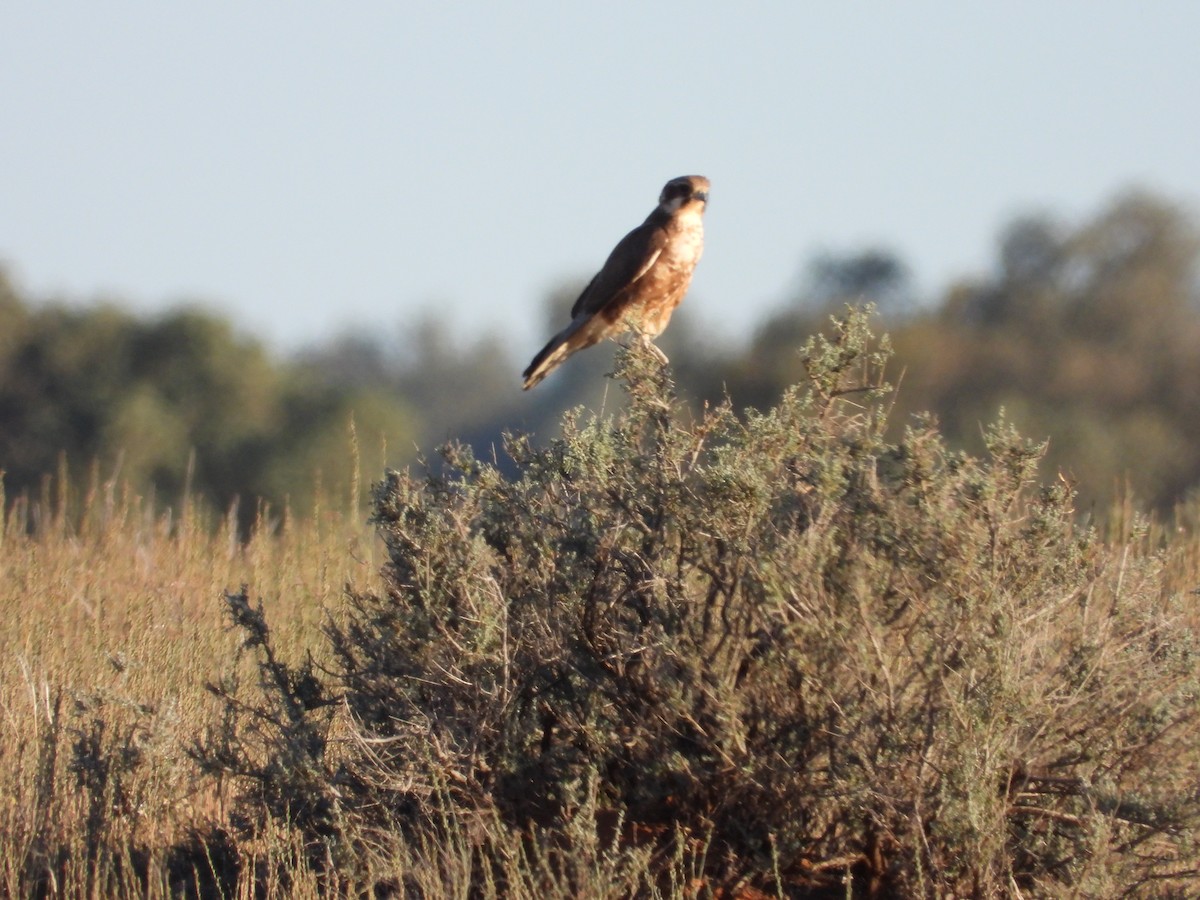 Brown Falcon - ML646505211