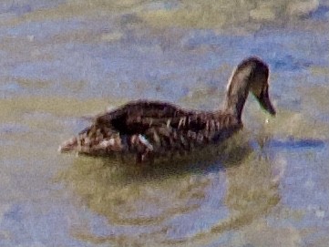Pacific Black Duck/Mallard - ML646505214