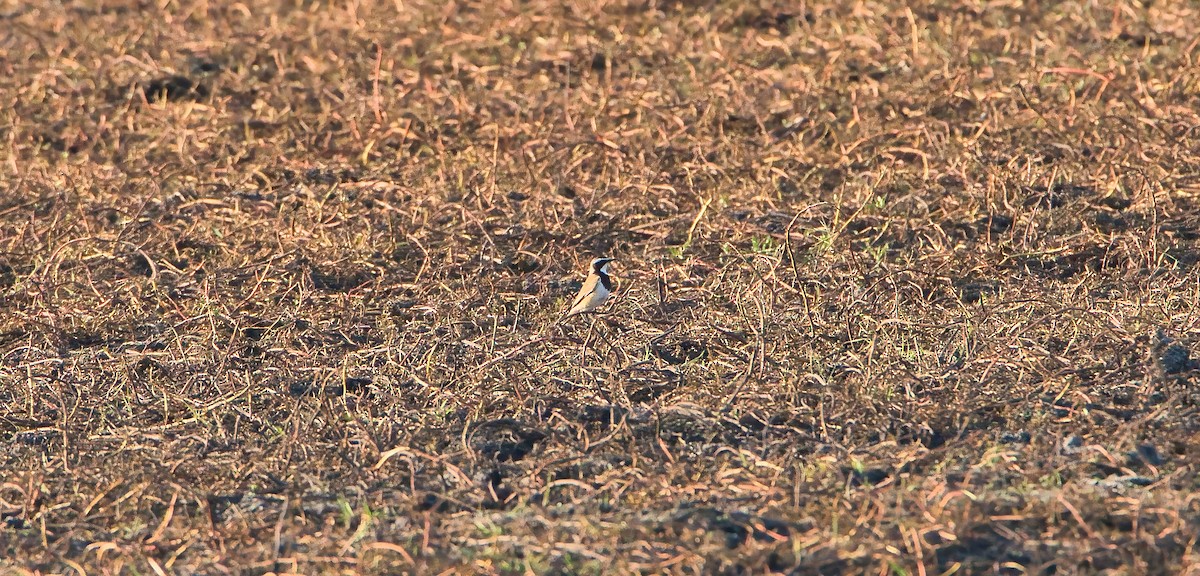 Erdsteinschmätzer - ML646505223