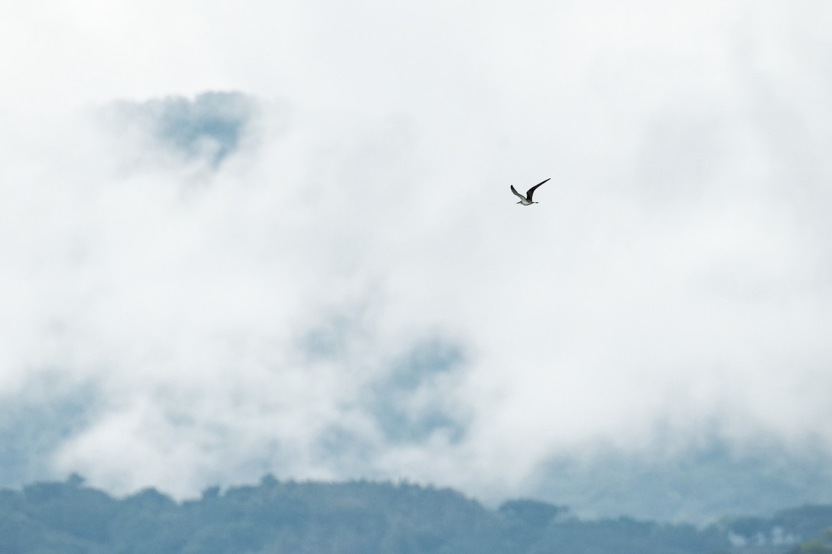 Charrán Embridado - ML646505224