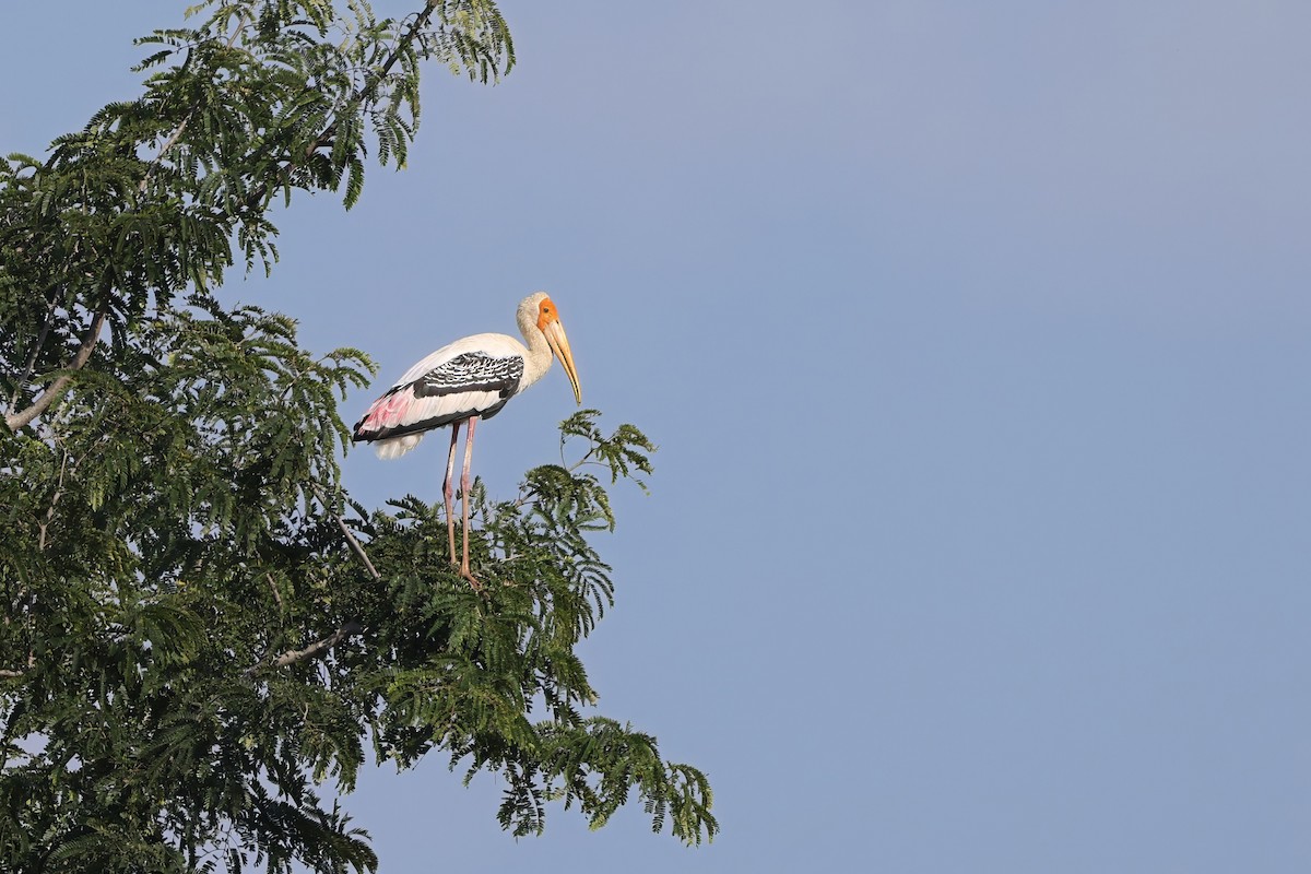 Painted Stork - ML646505226