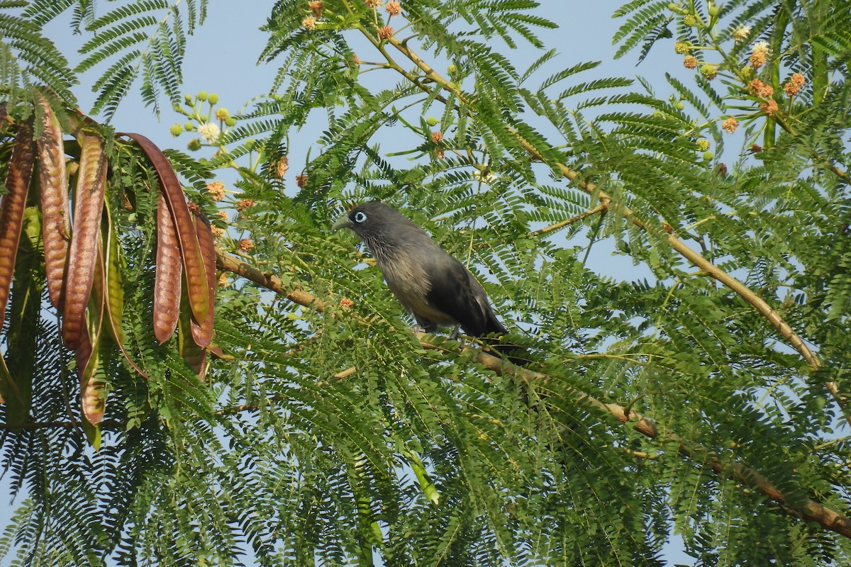 Blauringkuckuck - ML646505227