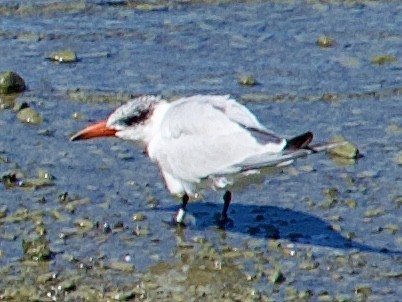 裏海燕鷗 - ML646505228