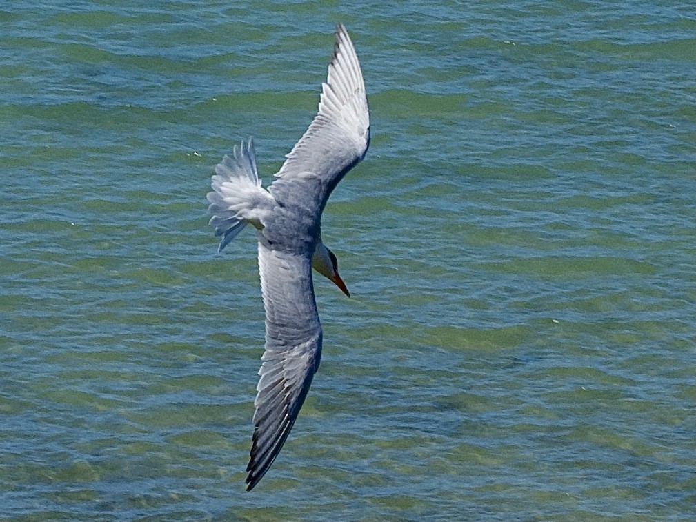 裏海燕鷗 - ML646505229