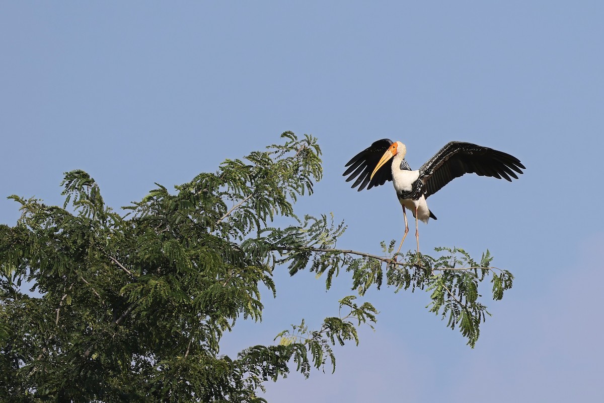 Painted Stork - ML646505230