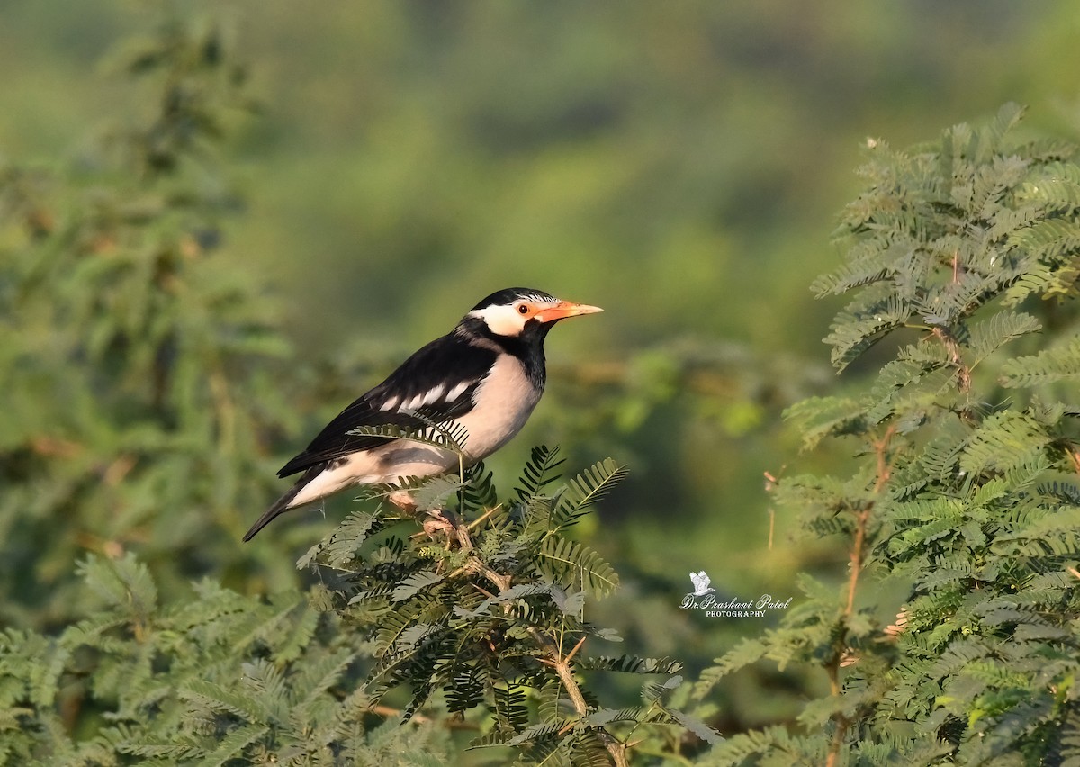 Indian Pied Starling - ML646505231