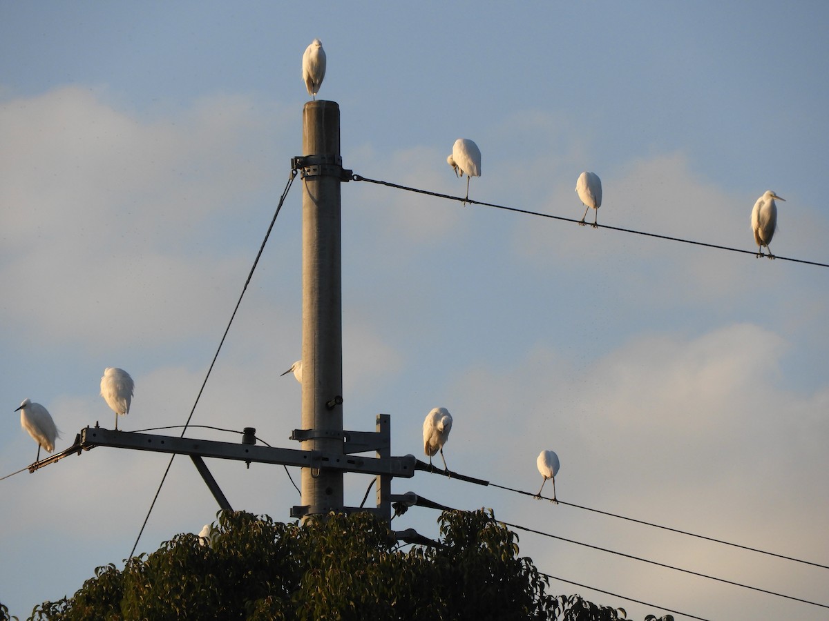 Little Egret - ML646505232