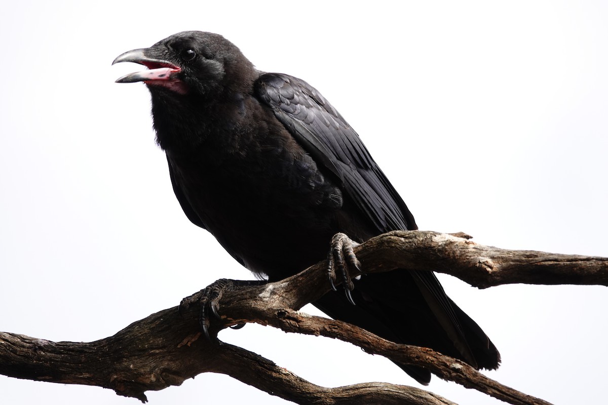 Little Crow - ML646505233