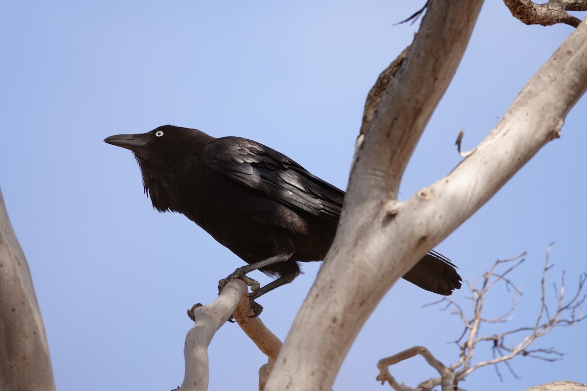 Little Crow - ML646505234