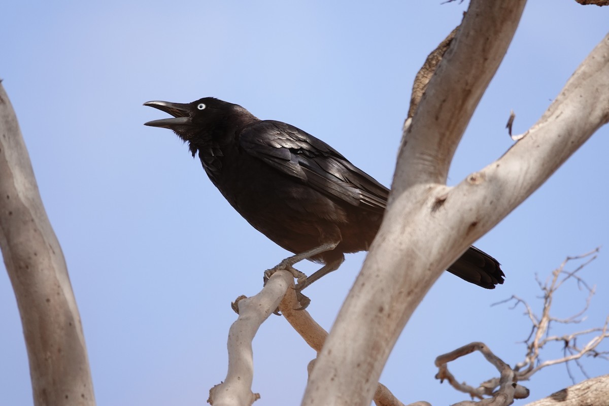 Little Crow - ML646505235