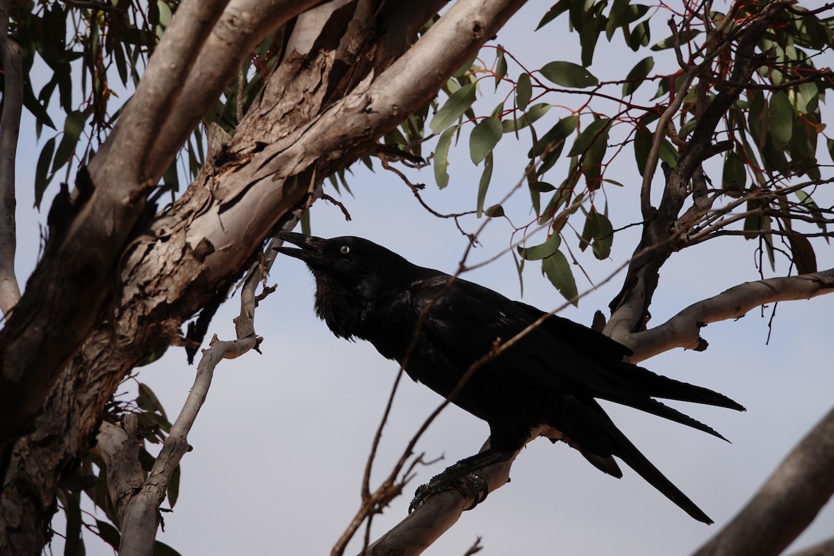 Little Crow - ML646505236