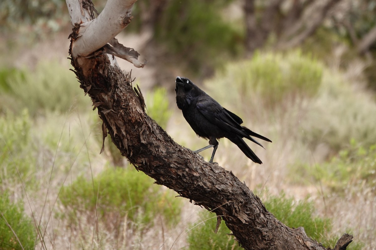 Little Crow - ML646505237