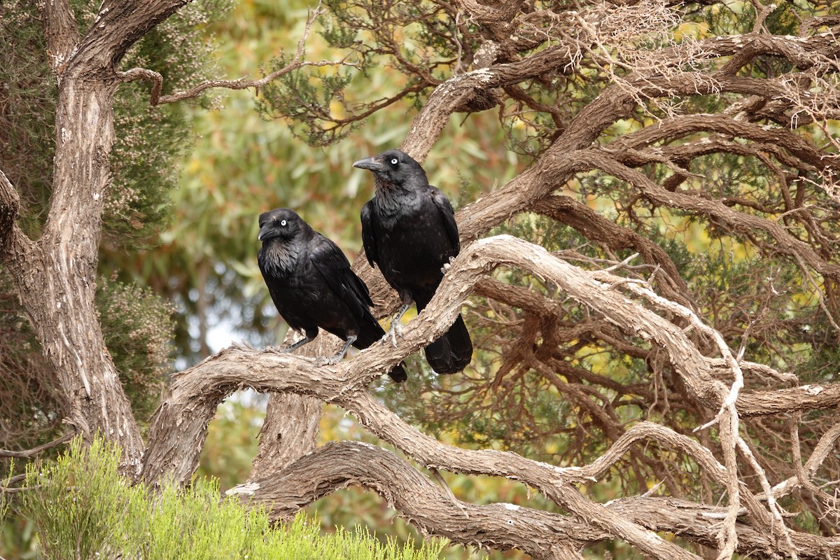 Little Crow - ML646505238