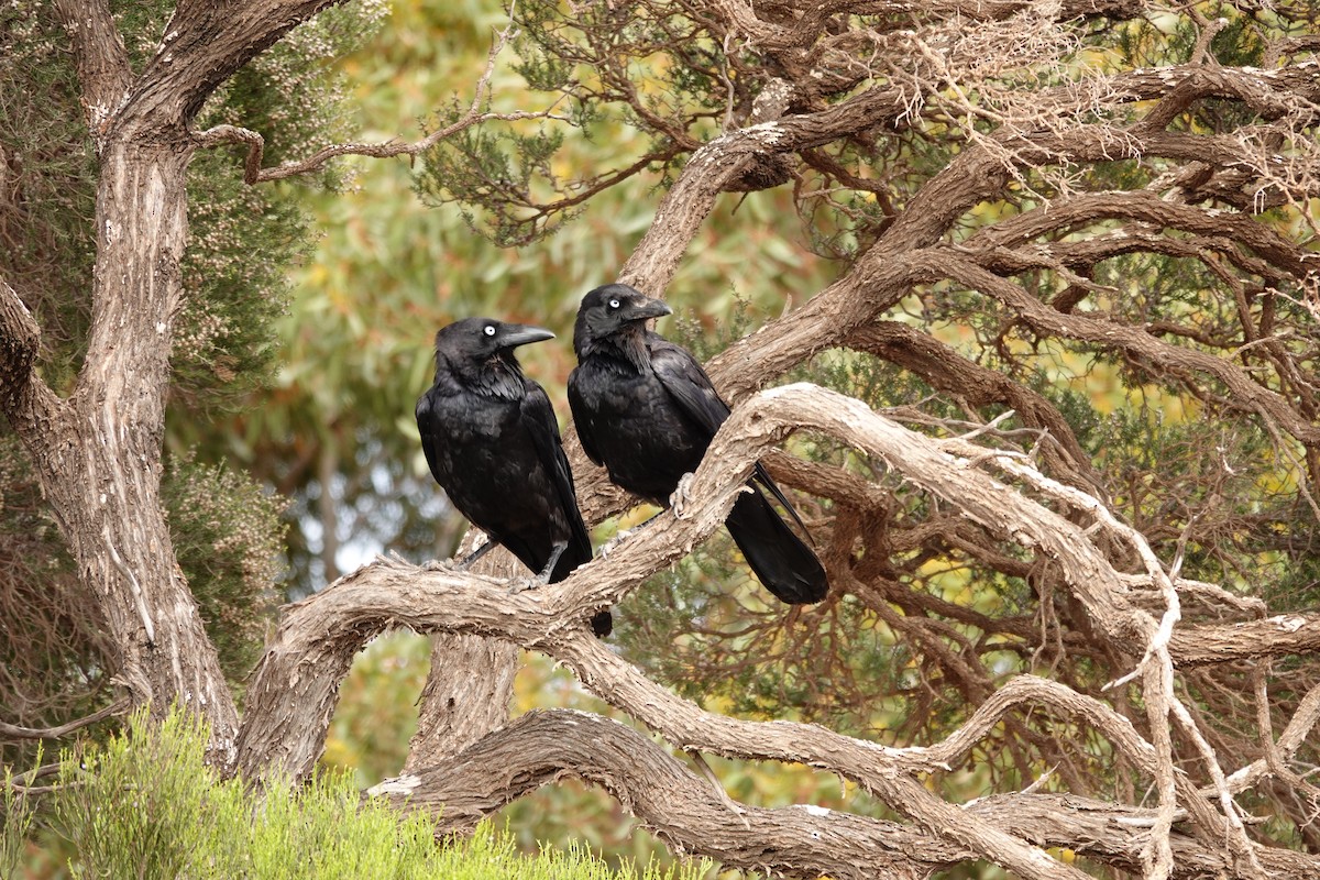 Little Crow - ML646505239