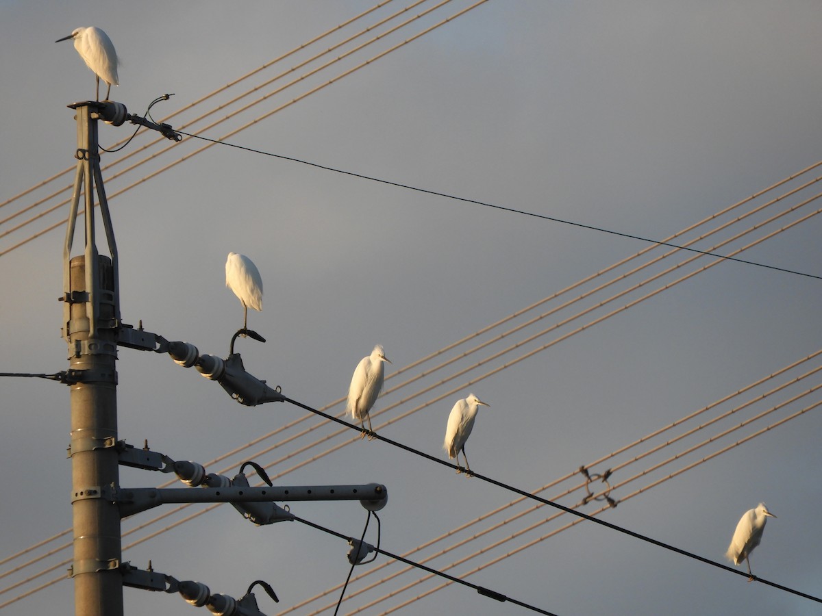 Little Egret - ML646505241