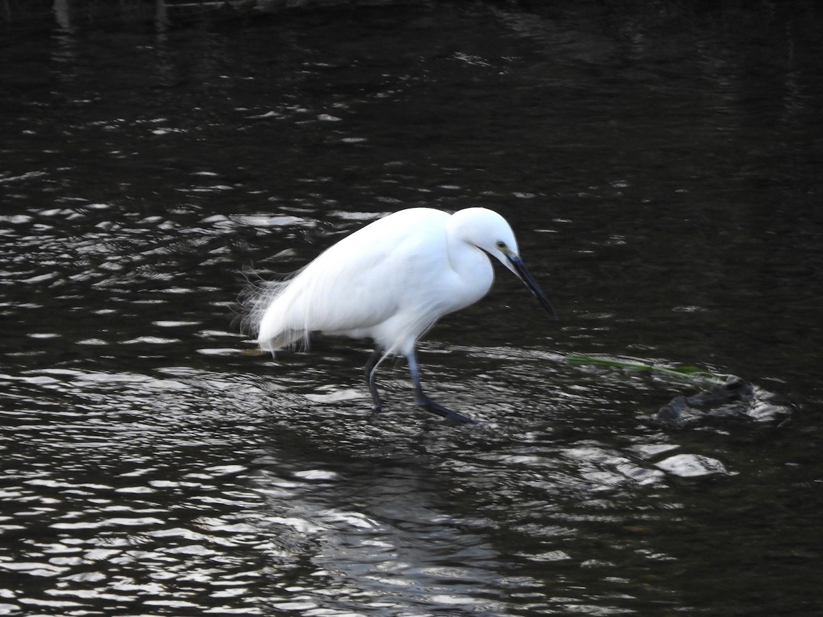 Little Egret - ML646505242