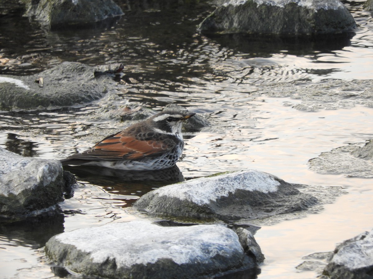 Dusky Thrush - ML646505244
