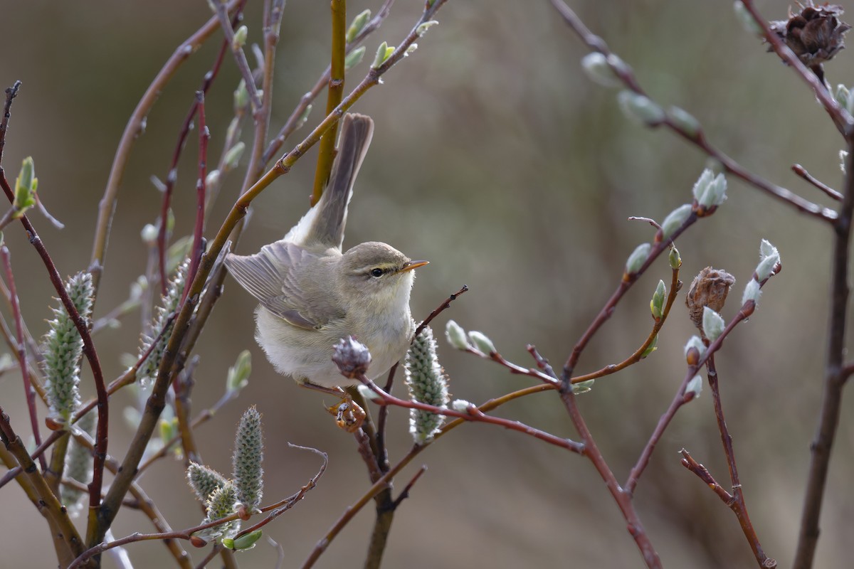 Willow Warbler - ML646505245