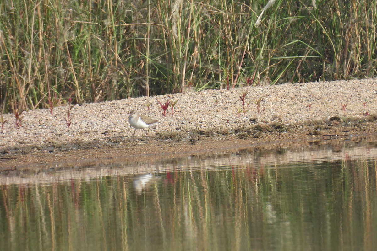 Common Sandpiper - ML646505246