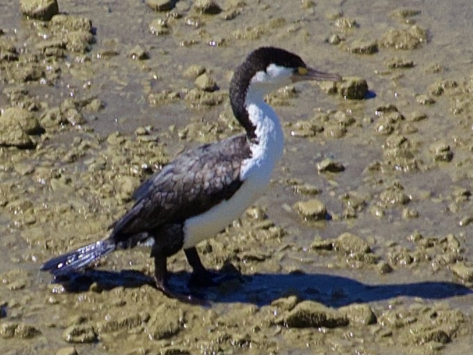 Pied Cormorant - ML646505247