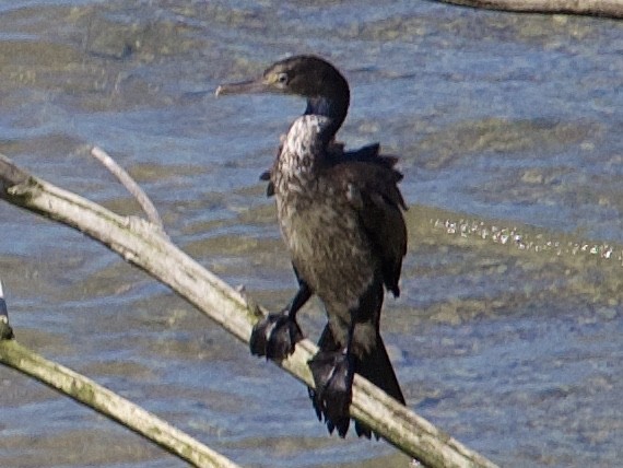 Pied Cormorant - ML646505249