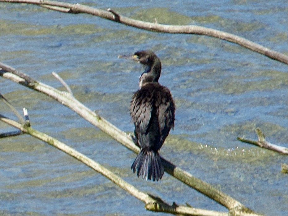 Pied Cormorant - ML646505251
