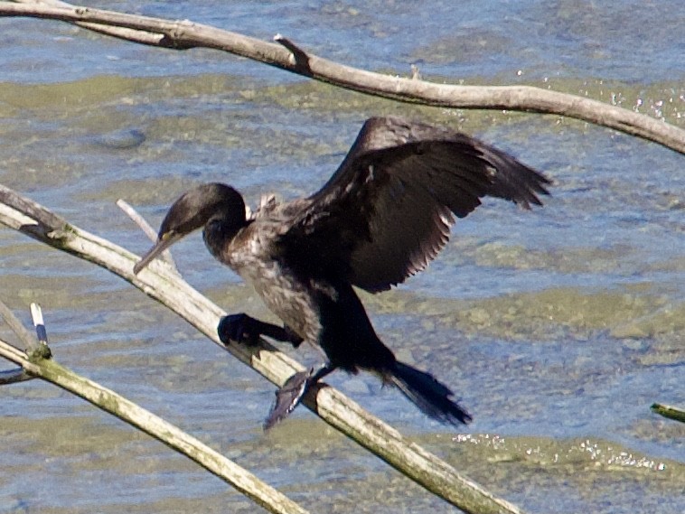 Pied Cormorant - ML646505252