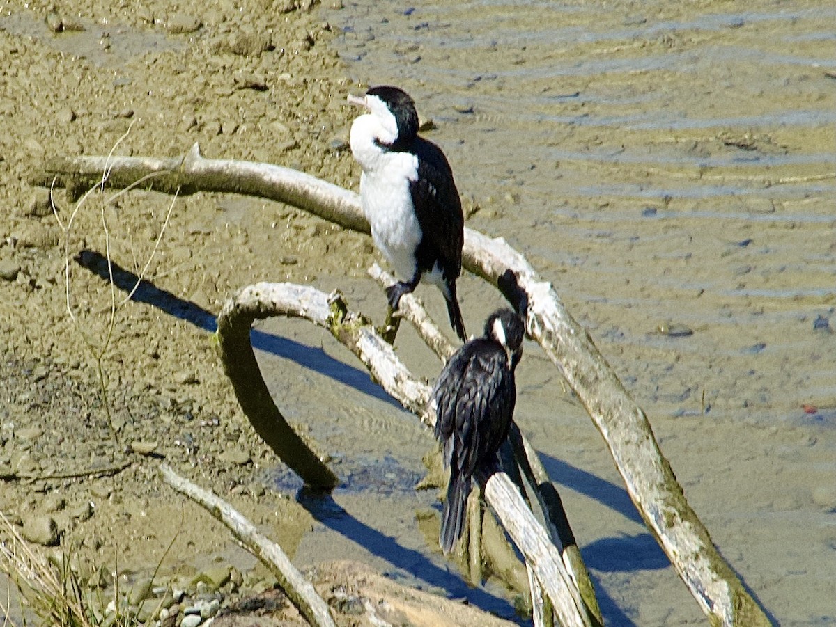 Pied Cormorant - ML646505253