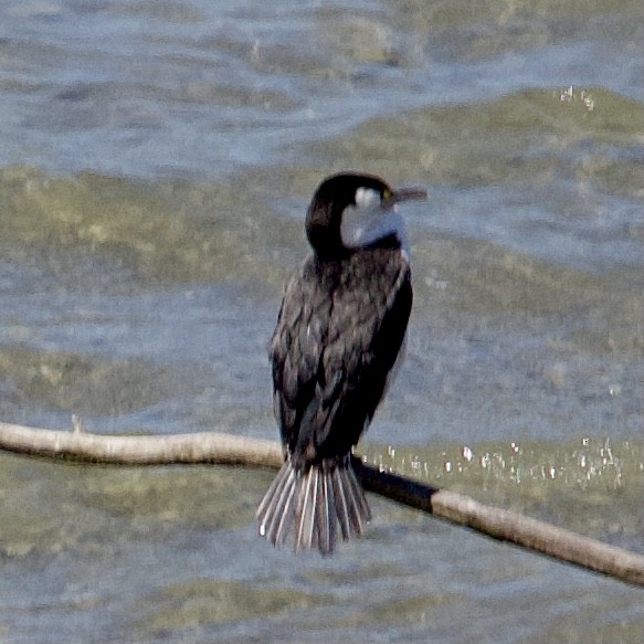 Pied Cormorant - ML646505254