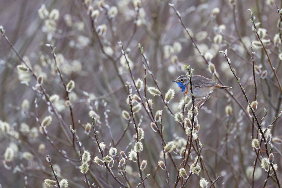 Bluethroat - ML646505256