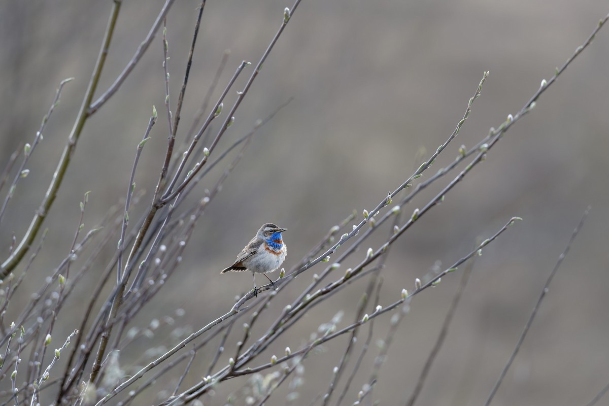 Bluethroat - ML646505257