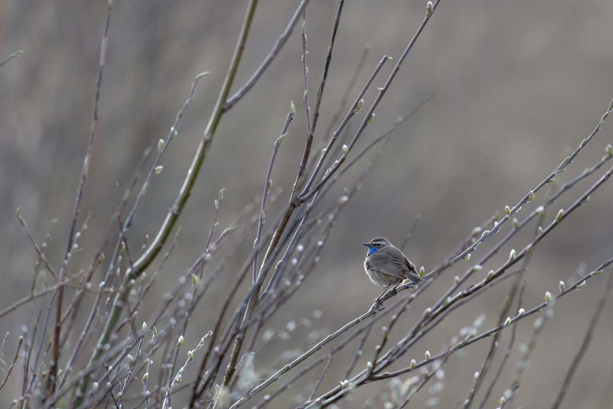 Bluethroat - ML646505259