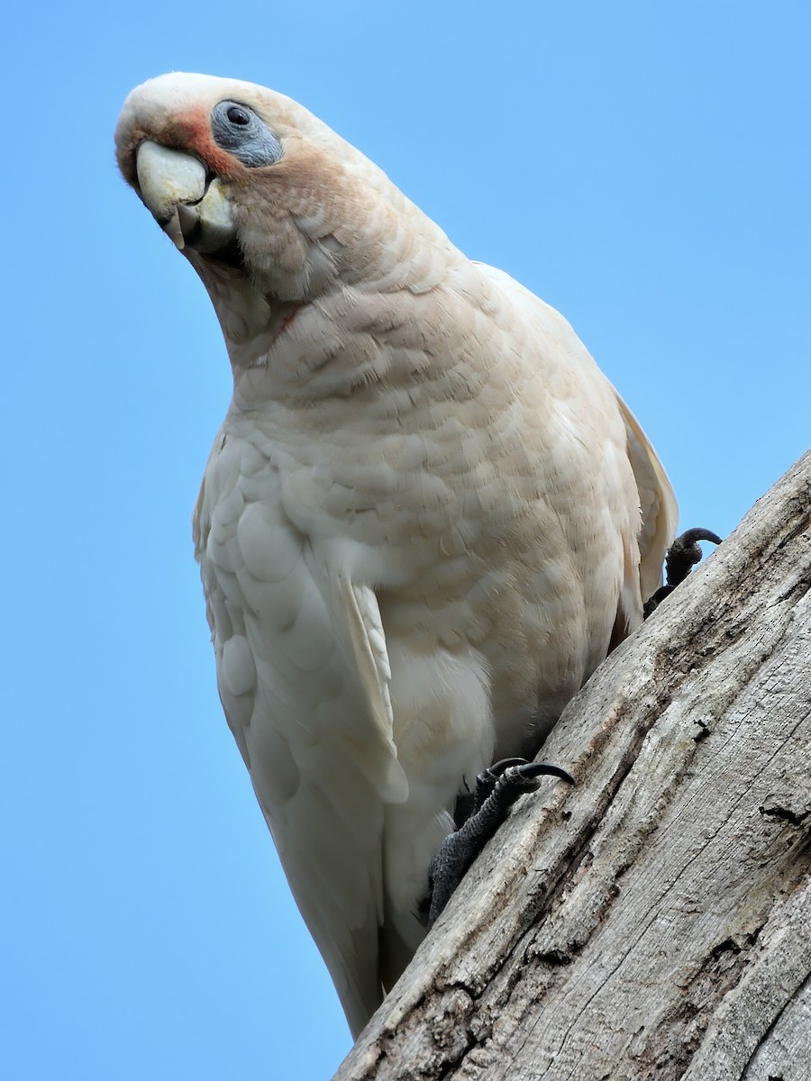 Little Corella - ML646505260