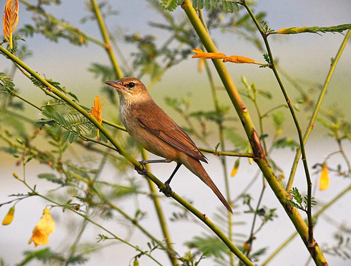 Clamorous Reed Warbler - ML646505261