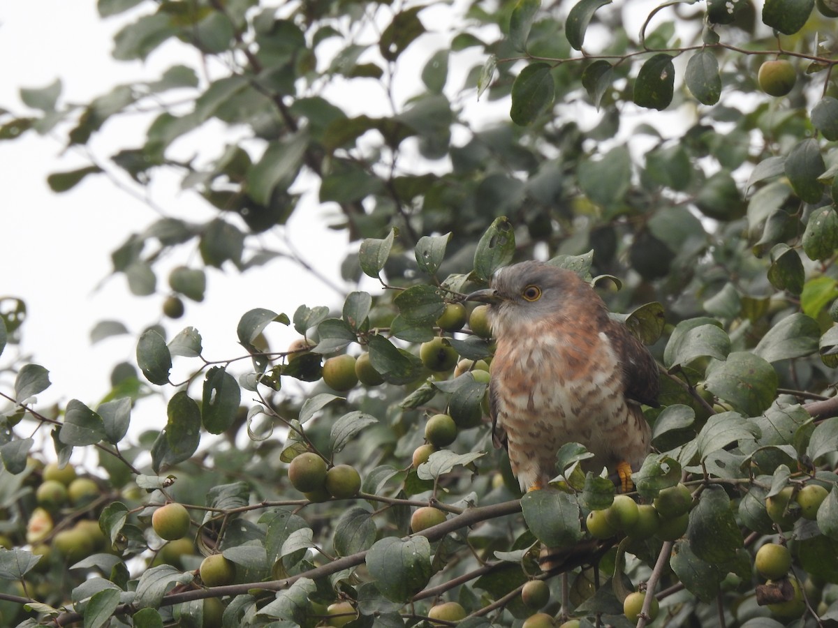 Common Hawk-Cuckoo - ML646505262