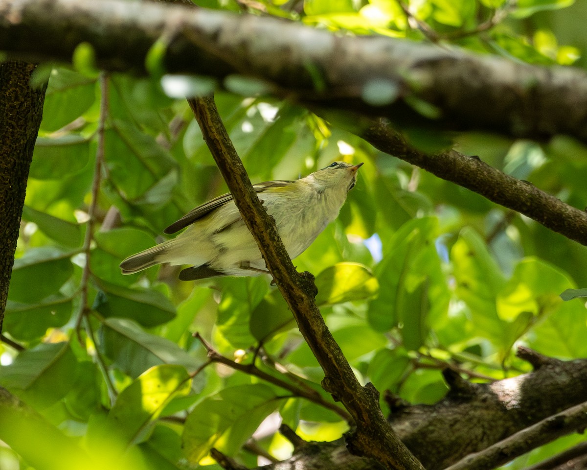 Yellow-browed Warbler - ML646505263