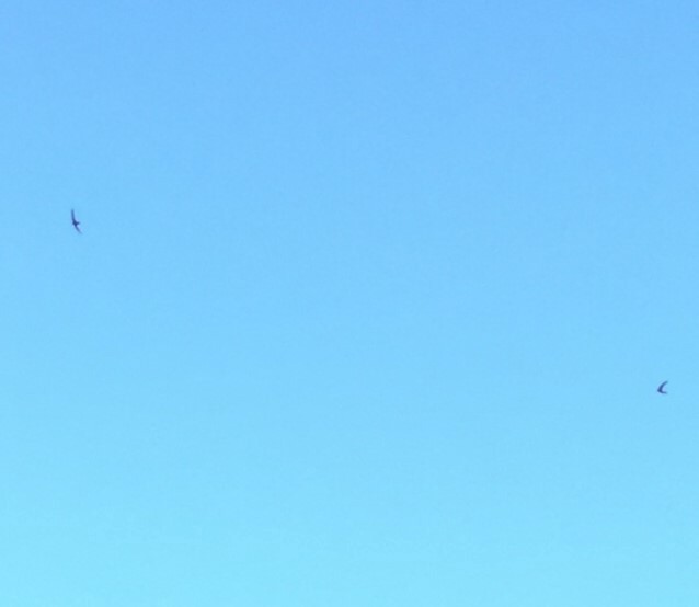 Common Swift - ML646505264