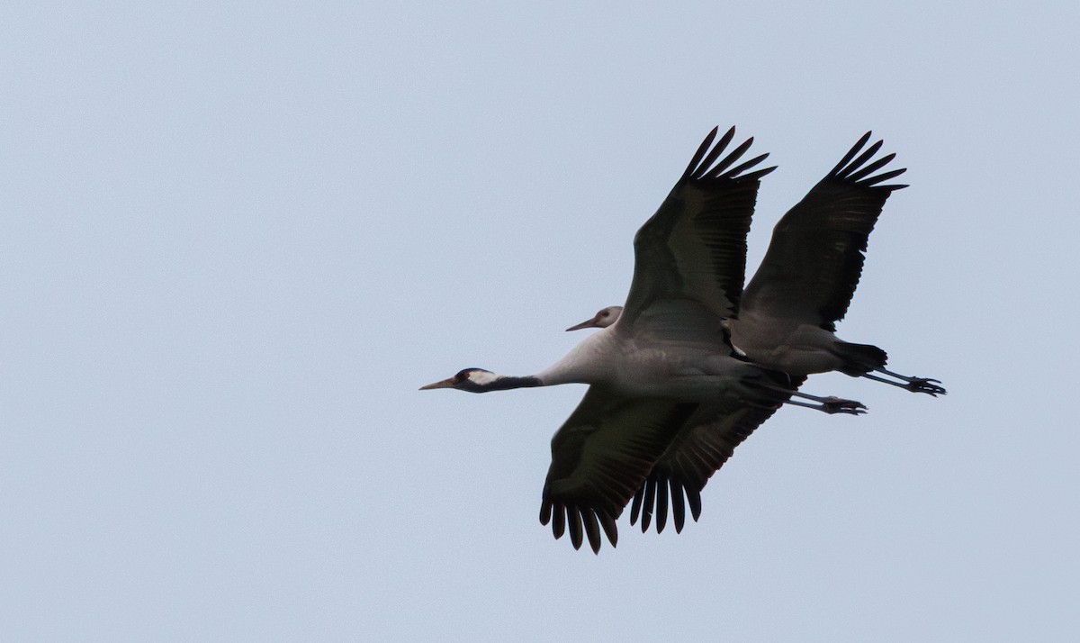 Common Crane - ML646505267